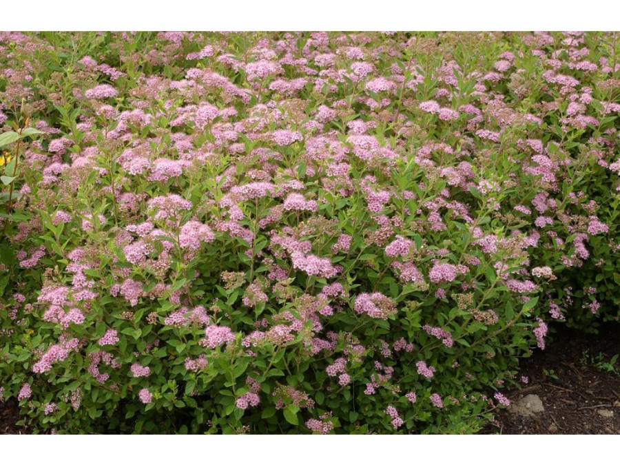 Spirée du Japon Little Princess Spirée du Japon Little Princess