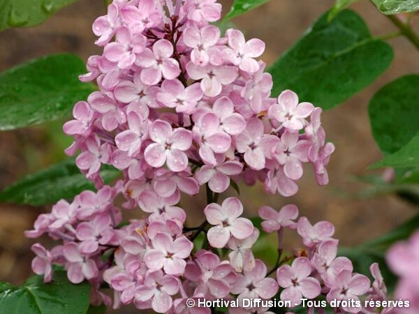 Lilas à fleurs de jacinthe Maiden's Blush