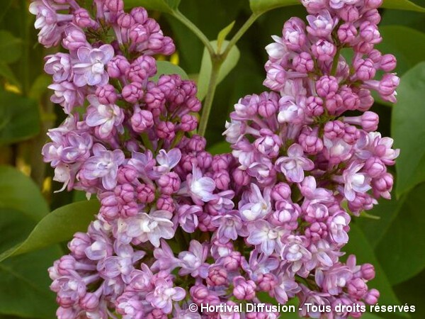 Lilas commun Belle de Nancy