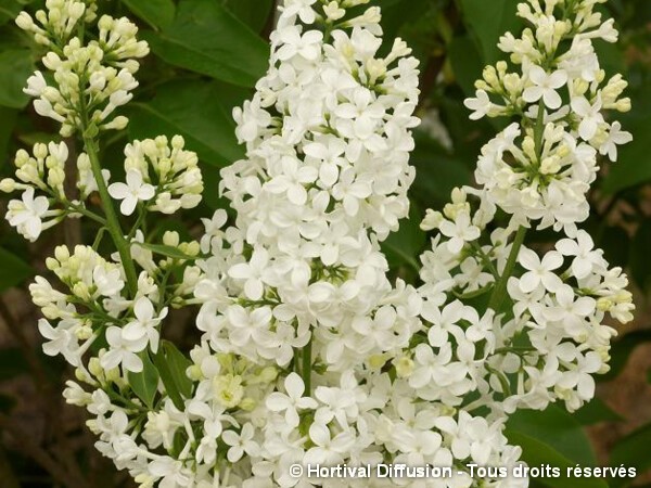 Lilas commun Comtesse d'Harcourt