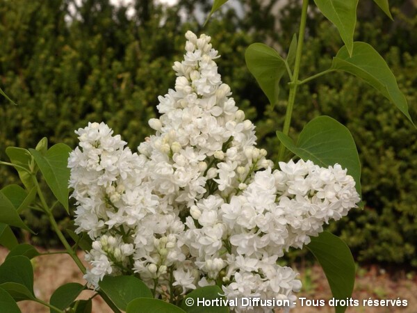 Lilas commun DENTELLE D'ANJOU®