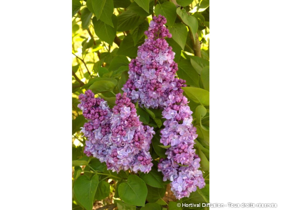 rencontre les lilas