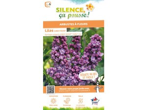 Lilas commun KINDY ROSE® Lilas commun KINDY ROSE®