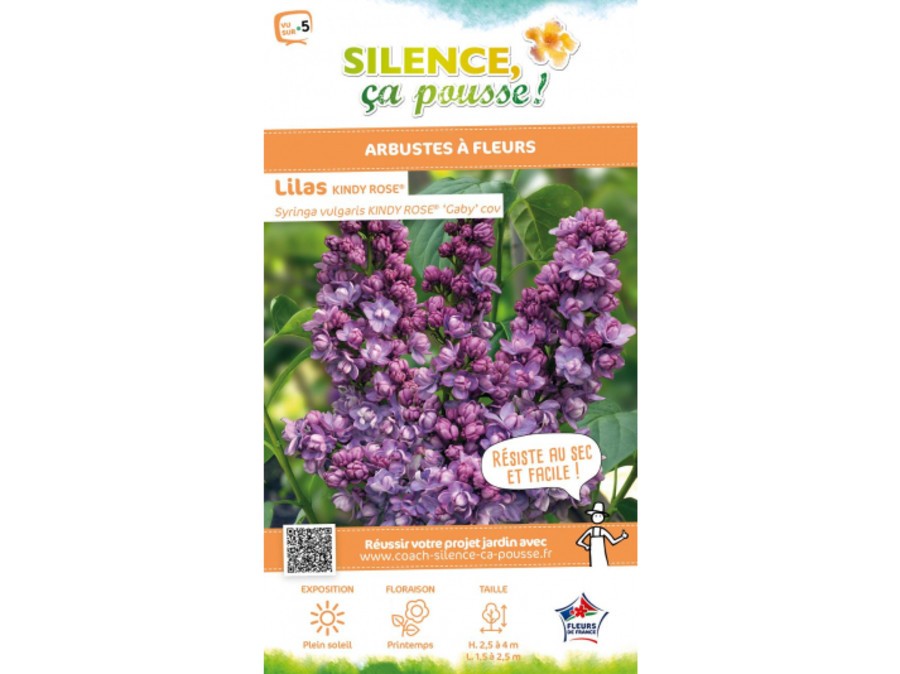 Lilas commun KINDY ROSE® Lilas commun KINDY ROSE®