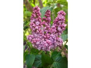 Lilas commun KINDY ROSE® Lilas commun KINDY ROSE®