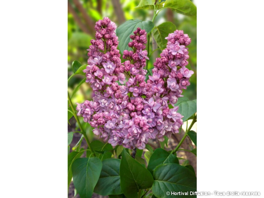 Lilas commun KINDY ROSE® Lilas commun KINDY ROSE®
