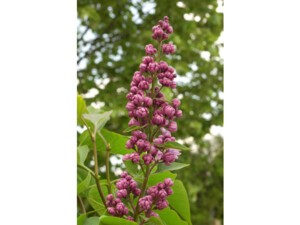 Lilas commun KINDY ROSE® Lilas commun KINDY ROSE®