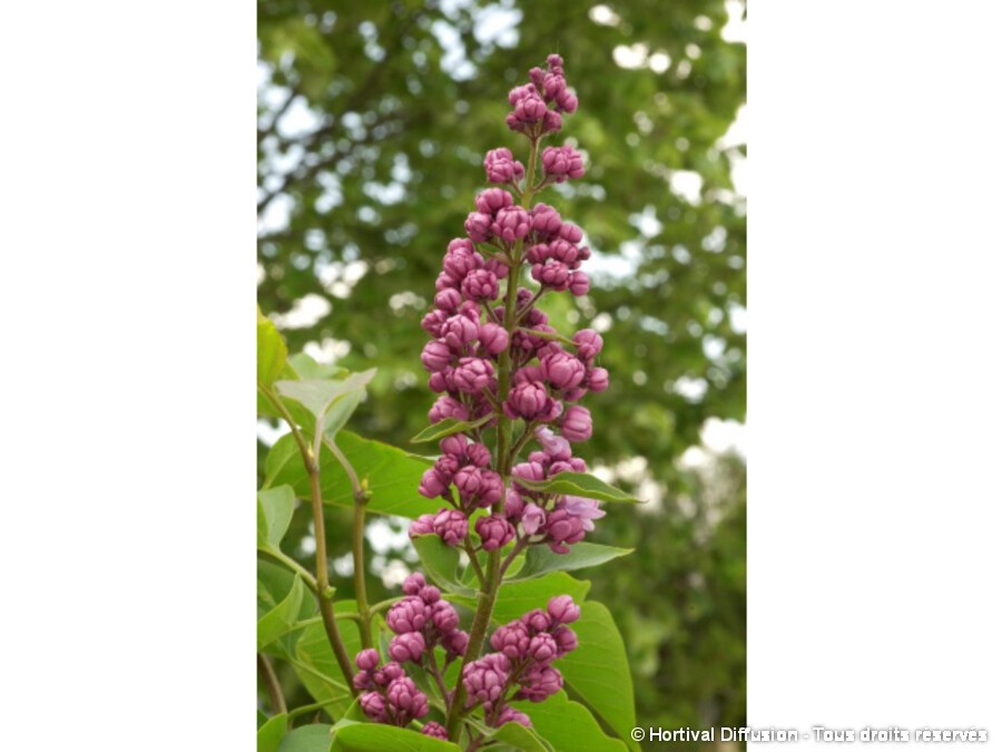 Lilas commun KINDY ROSE® Lilas commun KINDY ROSE®