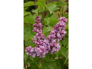 Lilas commun KINDY ROSE® Lilas commun KINDY ROSE®