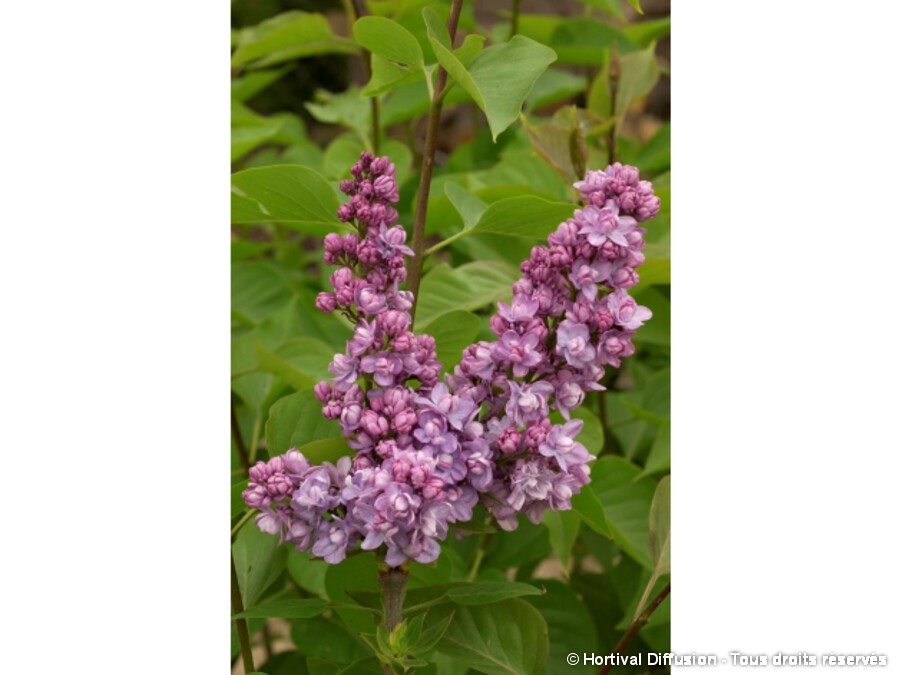 Lilas commun KINDY ROSE® Lilas commun KINDY ROSE®