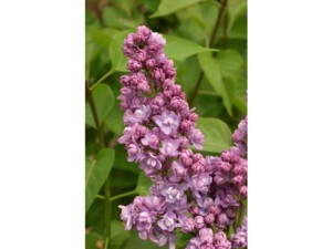 Lilas commun KINDY ROSE® Lilas commun KINDY ROSE®