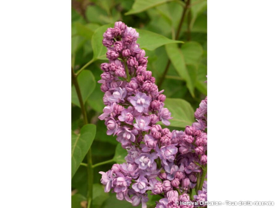 Lilas commun KINDY ROSE® Lilas commun KINDY ROSE®