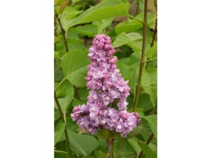 Lilas commun KINDY ROSE® Lilas commun KINDY ROSE®
