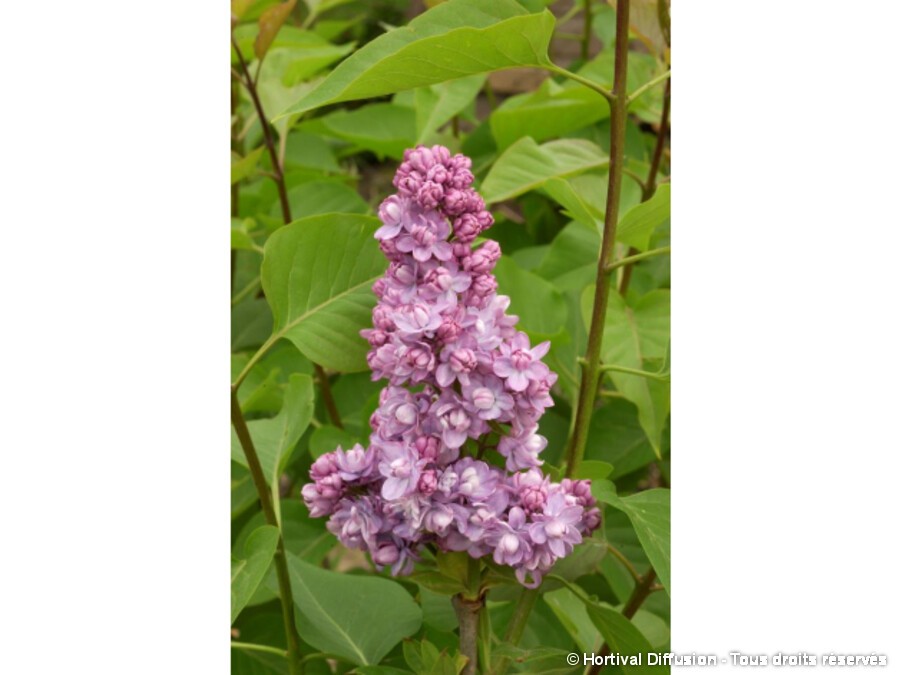 Lilas commun KINDY ROSE® Lilas commun KINDY ROSE®
