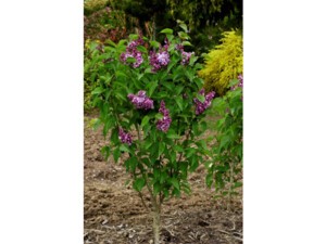 Lilas commun KINDY ROSE® Lilas commun KINDY ROSE®