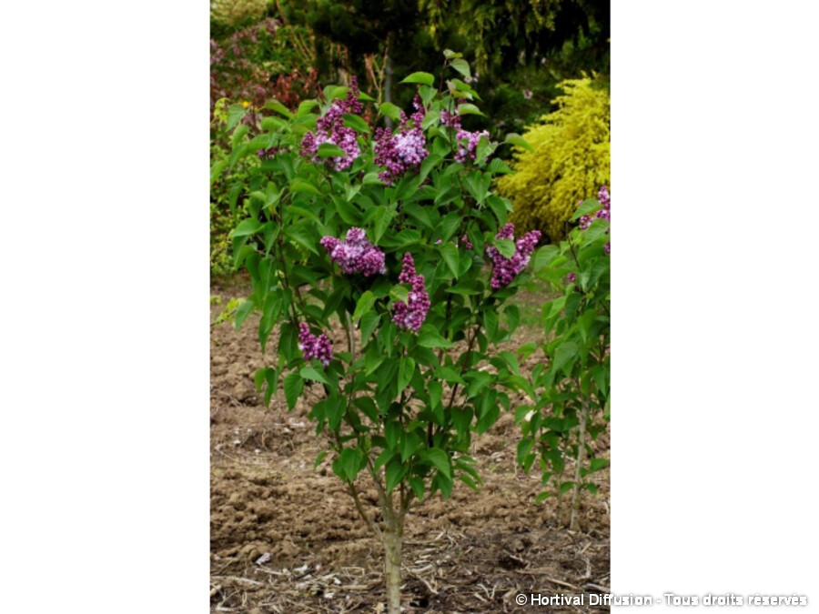Lilas commun KINDY ROSE® Lilas commun KINDY ROSE®