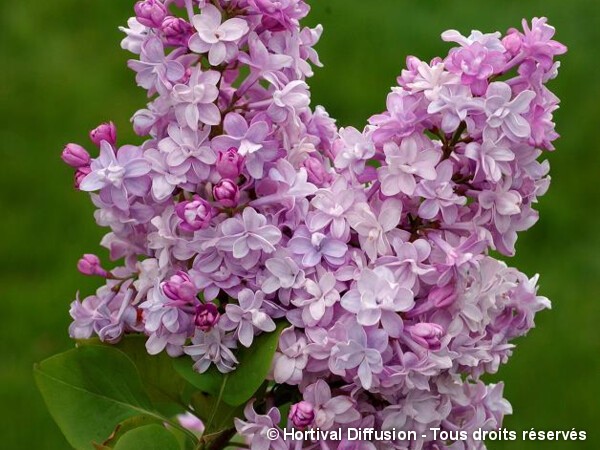 Lilas commun P.P. Konchalovskii