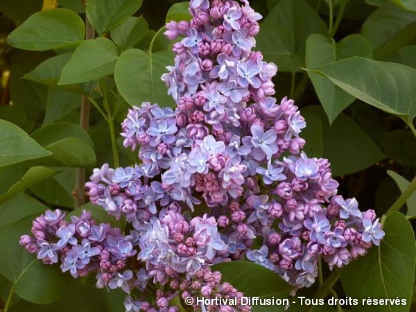 Lilas commun Président Grevy
