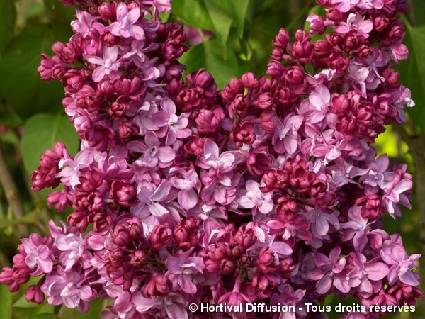 Lilas commun Prince Wolkonsky