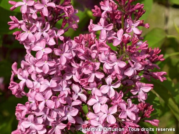 Lilas commun Princesse Sturdza