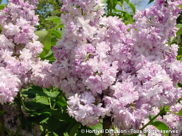 Lilas commun ROSE DE MOSCOU®