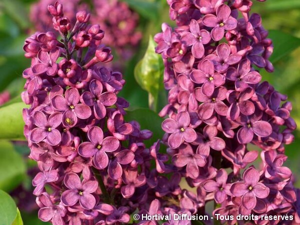 Lilas commun Souvenir de Louis Spaeth