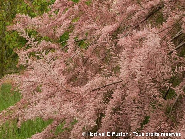 Tamaris de printemps, Tamaris à quatre étamines