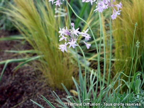 Tulbaghia panaché Silver Lace