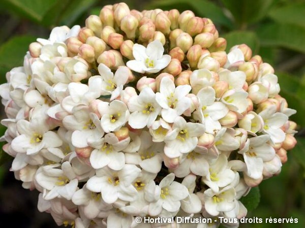 Viorne hybride à grosse fleurs