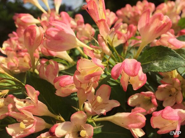 Weigelia ALL SUMMER PEACH®