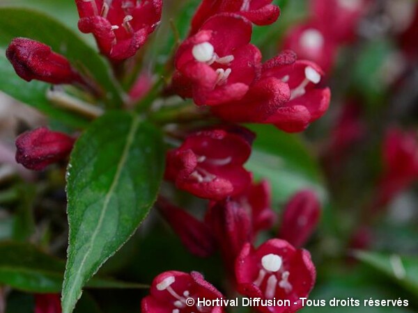 Weigelia ALL SUMMER RED®