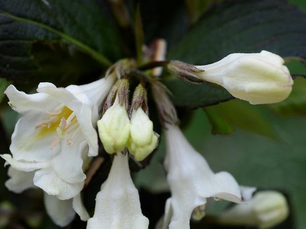 Weigelia EBONY & IVORY®