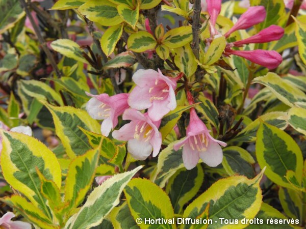 Weigelia MAGICAL® RAINBOW