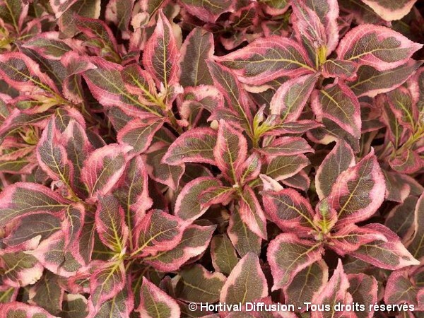 Weigelia MONET®, Wégélie