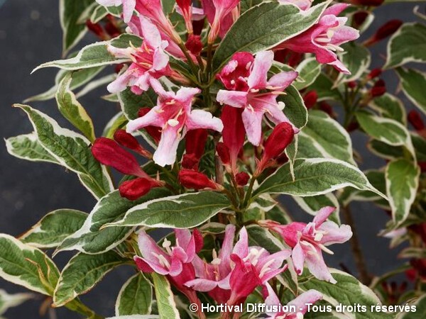 Weigelia nain panaché