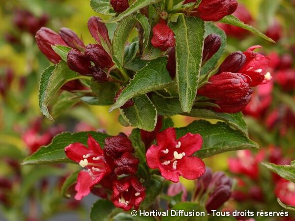 Weigelia NAIN ROUGE®