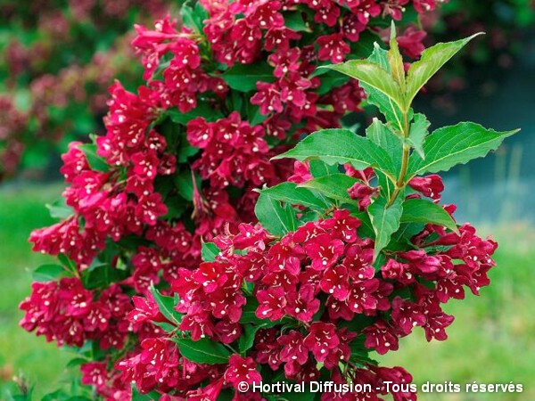 Weigelia Red Prince