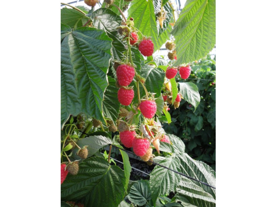 Framboisier Paris Silence, ça pousse