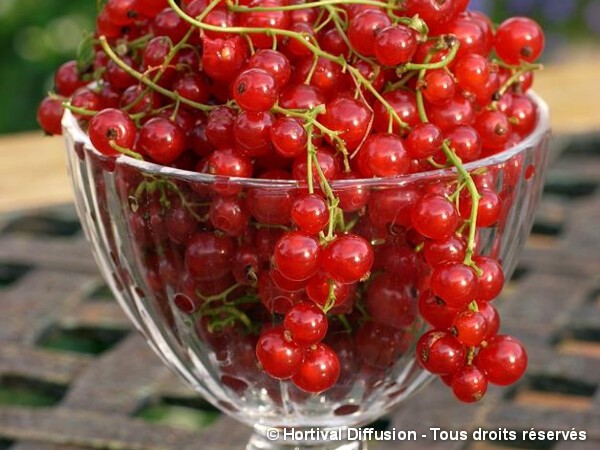 Groseillier à grappes Jonkheer van Tets