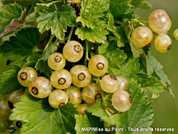 Groseillier à grappes Versaillaise Blanche