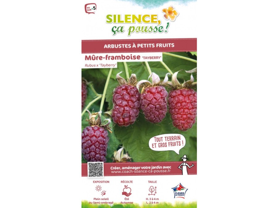 MûreFramboise, Tayberry Silence, ça pousse
