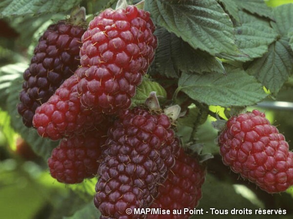 Mûre-Framboise Tayberry
