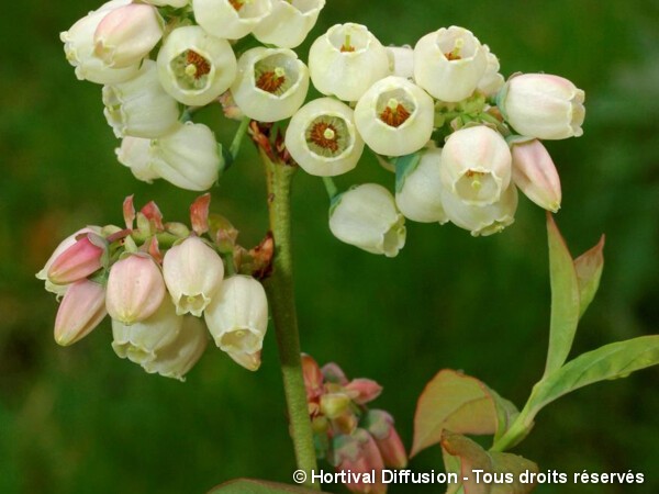 Myrtille des jardins Patriot