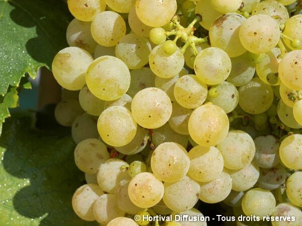 Vigne Chasselas de Fontainebleau