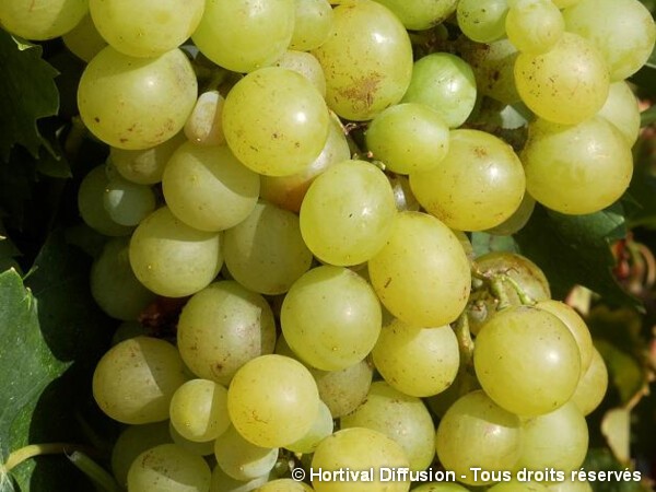 Vigne Dattier de Beyrouth