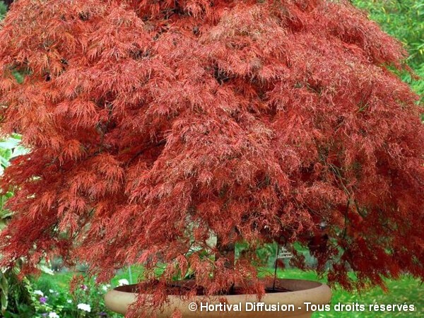 Erable du Japon lacinié pourpre