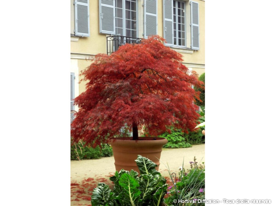 bonsaï erable pourpre