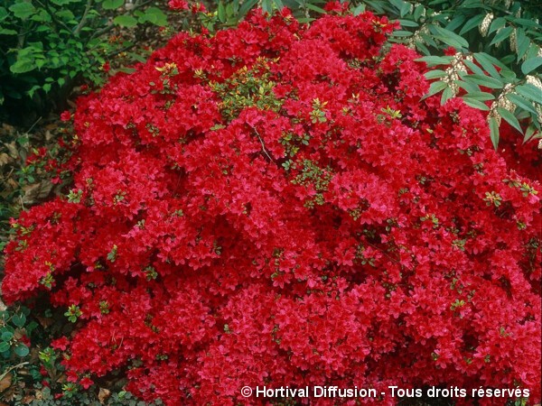 Azalée japonaise Hino Crimson