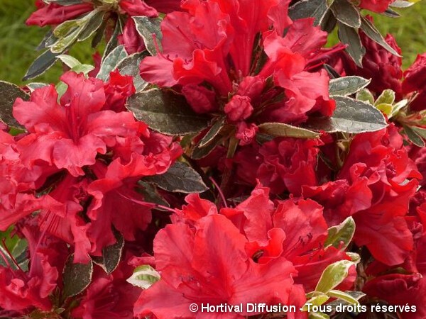 Azalée japonaise Hot Shot Variegata