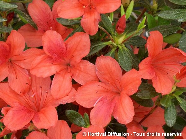 Azalée japonaise Orange Beauty